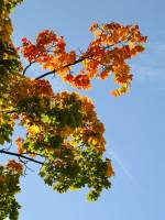 autumn150929-03.jpg