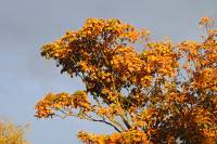 autumn151006-03.jpg