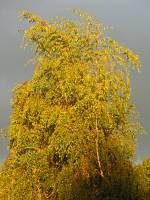 autumn151006-04.jpg