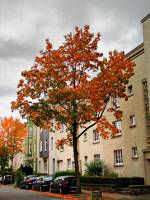 autumn151007-01.jpg