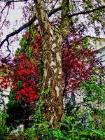 autumn151007-02.jpg