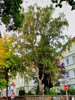 autumn151007-03.jpg
