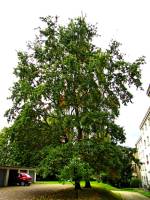 autumn151007-05.jpg