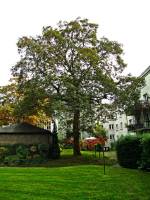 autumn151007-06.jpg