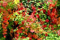 autumn151009-01.jpg