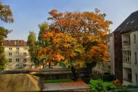 autumn151010-01.jpg