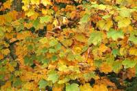 autumn151019-01.jpg