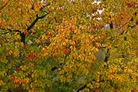 autumn151019-02.jpg