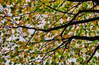 autumn151019-03.jpg