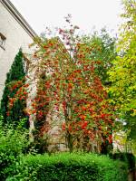 autumn151019-04.jpg