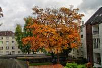 autumn151020-01.jpg