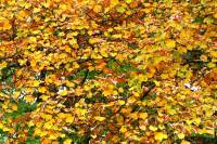 autumn151020-02.jpg