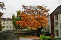 autumn151023-01.jpg
