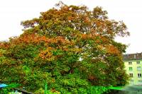 autumn151023-02.jpg