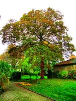 autumn151023-03.jpg