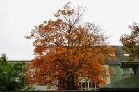 autumn151023-06.jpg