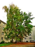 autumn151023-07.jpg