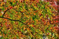 autumn151023-08.jpg
