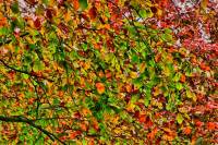 autumn151023-09.jpg