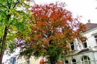 autumn151023-10.jpg