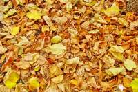 autumn151023-15.jpg