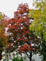 autumn151023-16.jpg