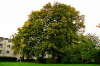 autumn151023-17.jpg