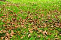 autumn151023-18.jpg