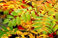autumn151025-01.jpg
