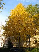 autumn151026-01.jpg