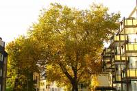 autumn151026-03.jpg