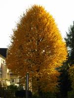 autumn151026-04.jpg
