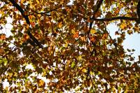 autumn151026-05.jpg