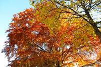 autumn151027-05.jpg