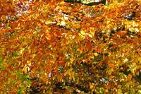 autumn151027-06.jpg