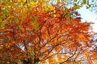 autumn151027-07.jpg