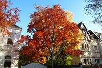 autumn151027-08.jpg