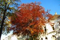 autumn151027-09.jpg