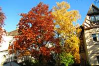 autumn151027-10.jpg