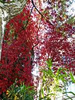 autumn151027-11.jpg
