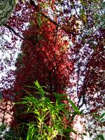 autumn151027-12.jpg