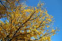 autumn151027-13.jpg