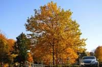 autumn151027-15.jpg