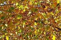autumn151027-16.jpg