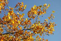 autumn151027-17.jpg