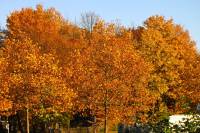 autumn151027-19.jpg