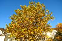autumn151027-20.jpg