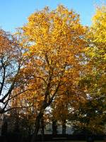 autumn151027-22.jpg