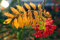 autumn151029-01.jpg