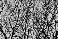 autumn151031-01.jpg